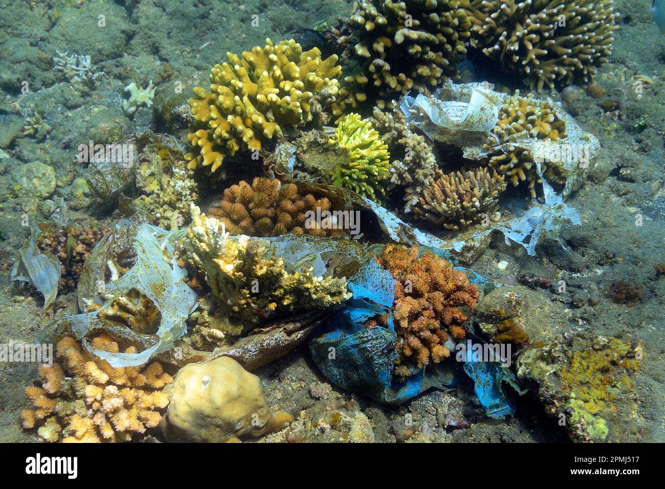 Plastic waste threatens coral reef, North Bali, Bali, Indonesia Stock ...