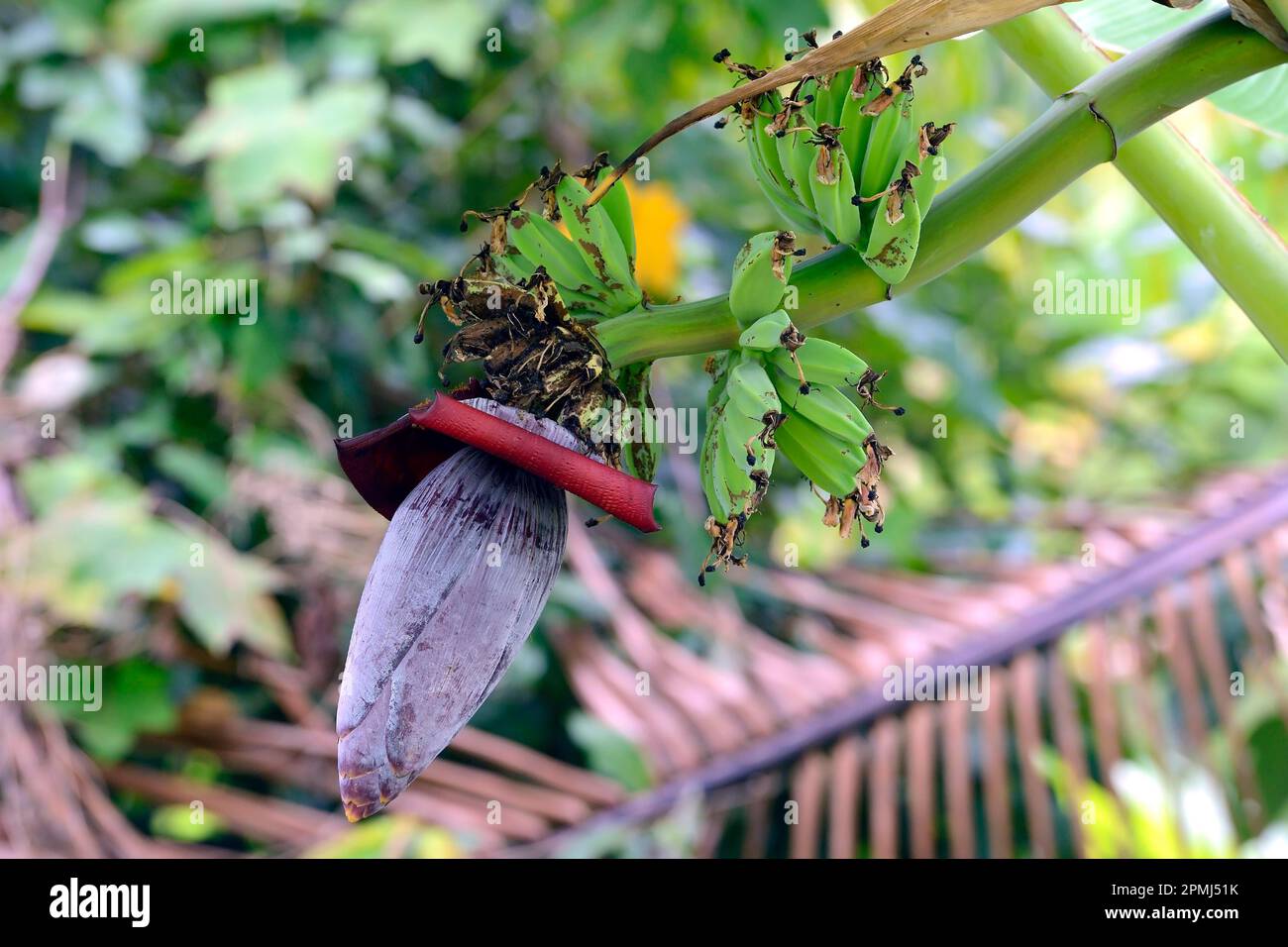 Dessert banana, also fruit banana, banana (Musa paradisiaca