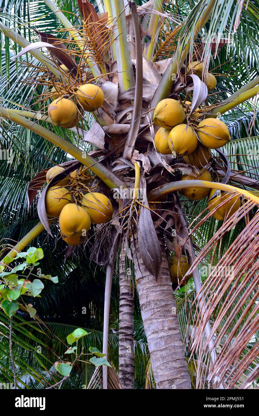 Coconuts on coconut palm (Cocos nucifera), Lovina, North Bali, Bali, Indonesia Stock Photo Alamy