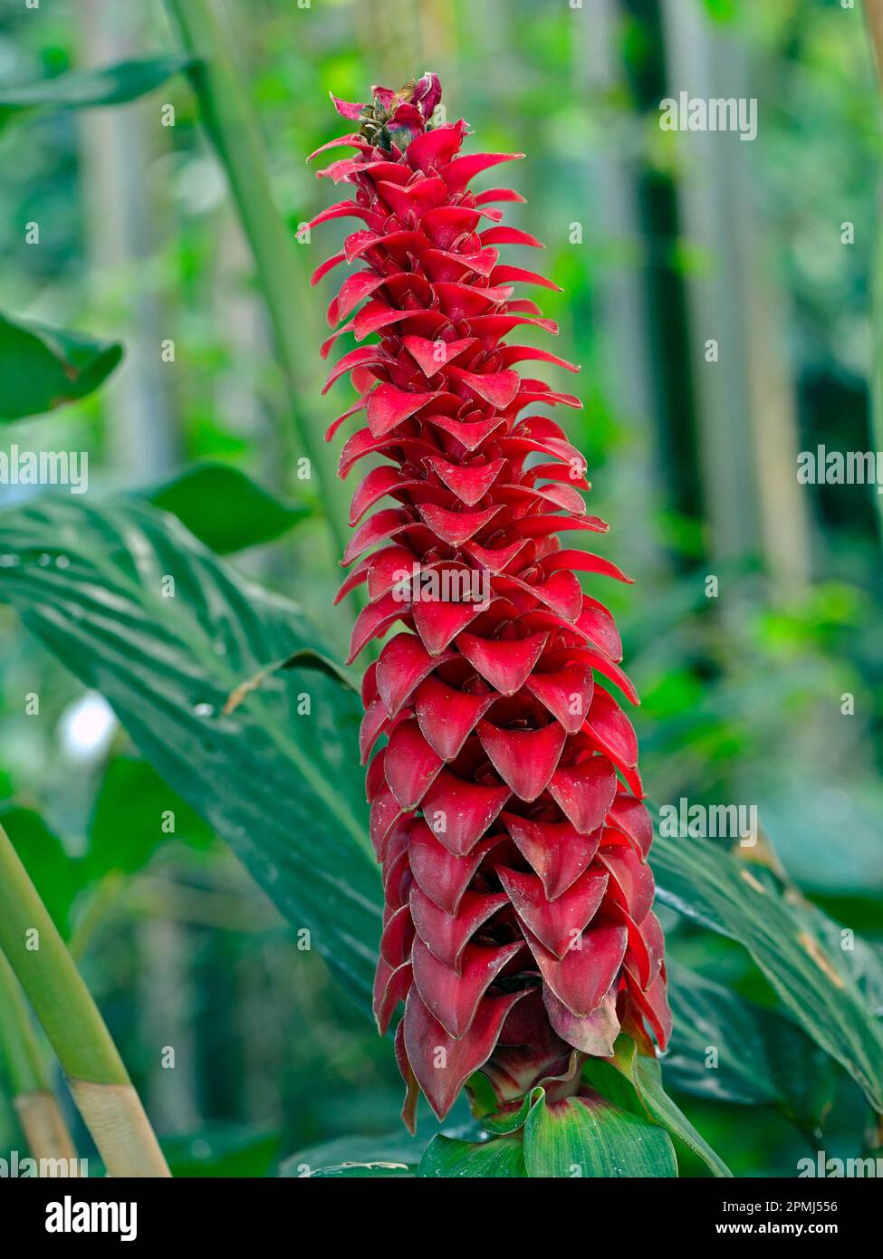 Bearded spiral ginger (Costus barbatus), Central America Stock Photo