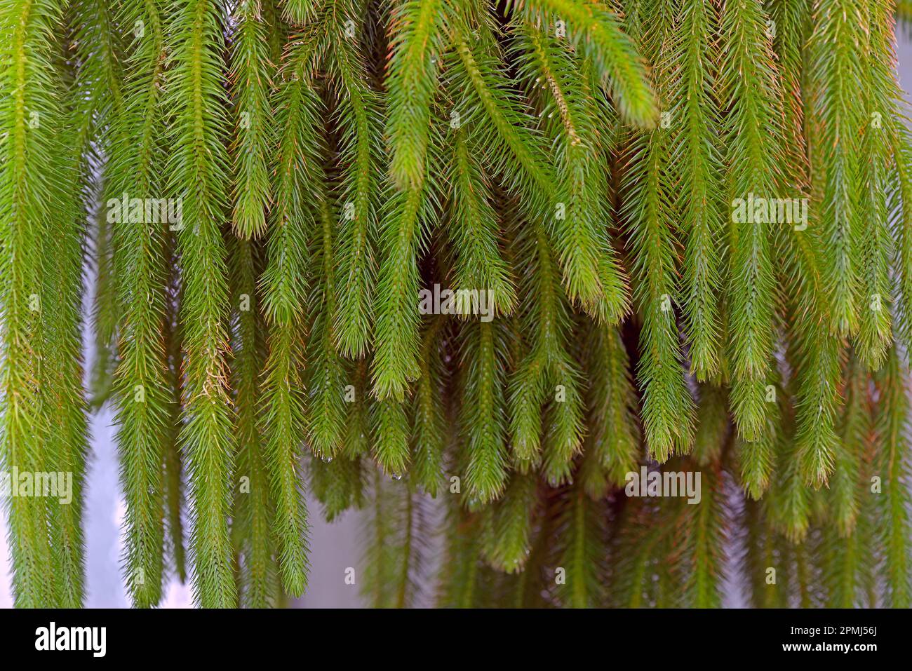 Club moss (Lycopodium) squarrosum Stock Photo