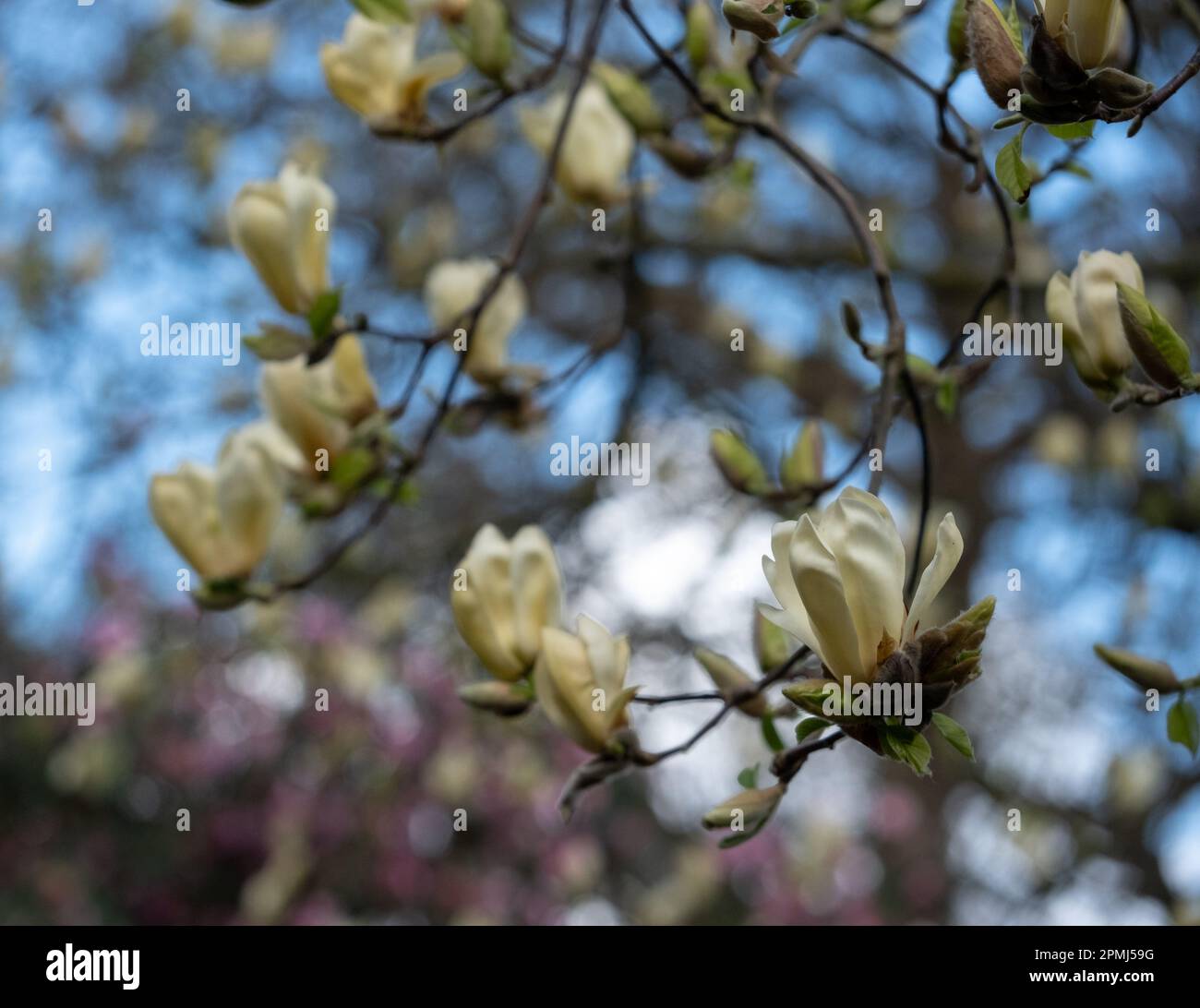 Stunning yellow flowers of the rare Yellow Fever magnolia tree