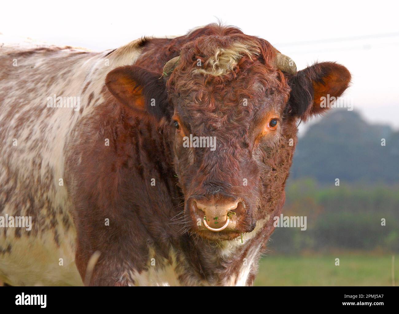 Domestic Cattle, Beef Shorthorn bull, 'Vortrekker of Upsall', closeup