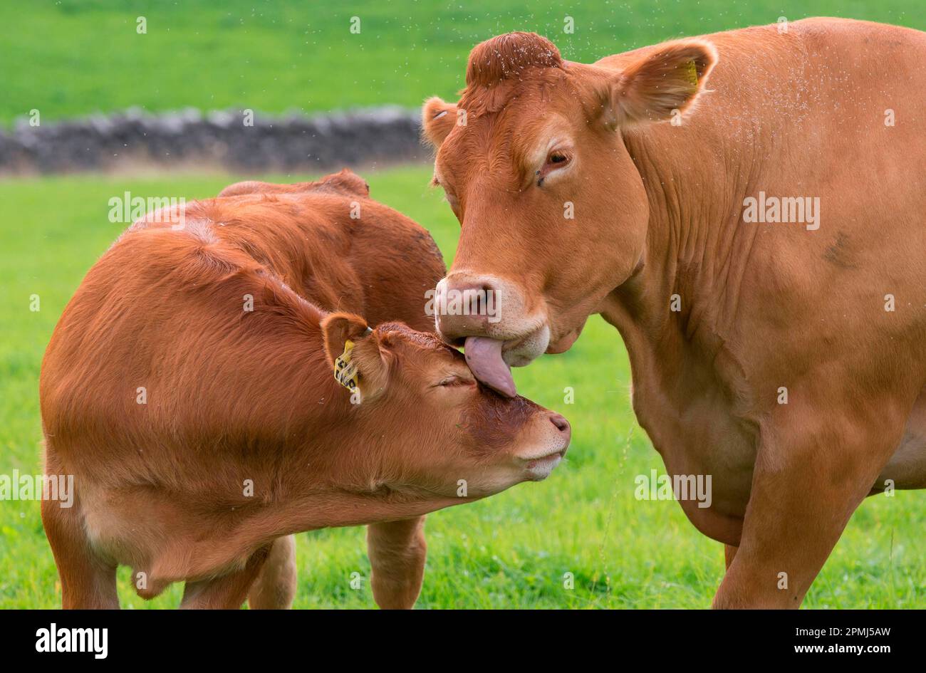 Domestic Cattle, Limousin cow licking calf, with midge swarm in pasture, Slaidburn, Forest of Bowland, Lancashire, England, United Kingdom Stock Photo