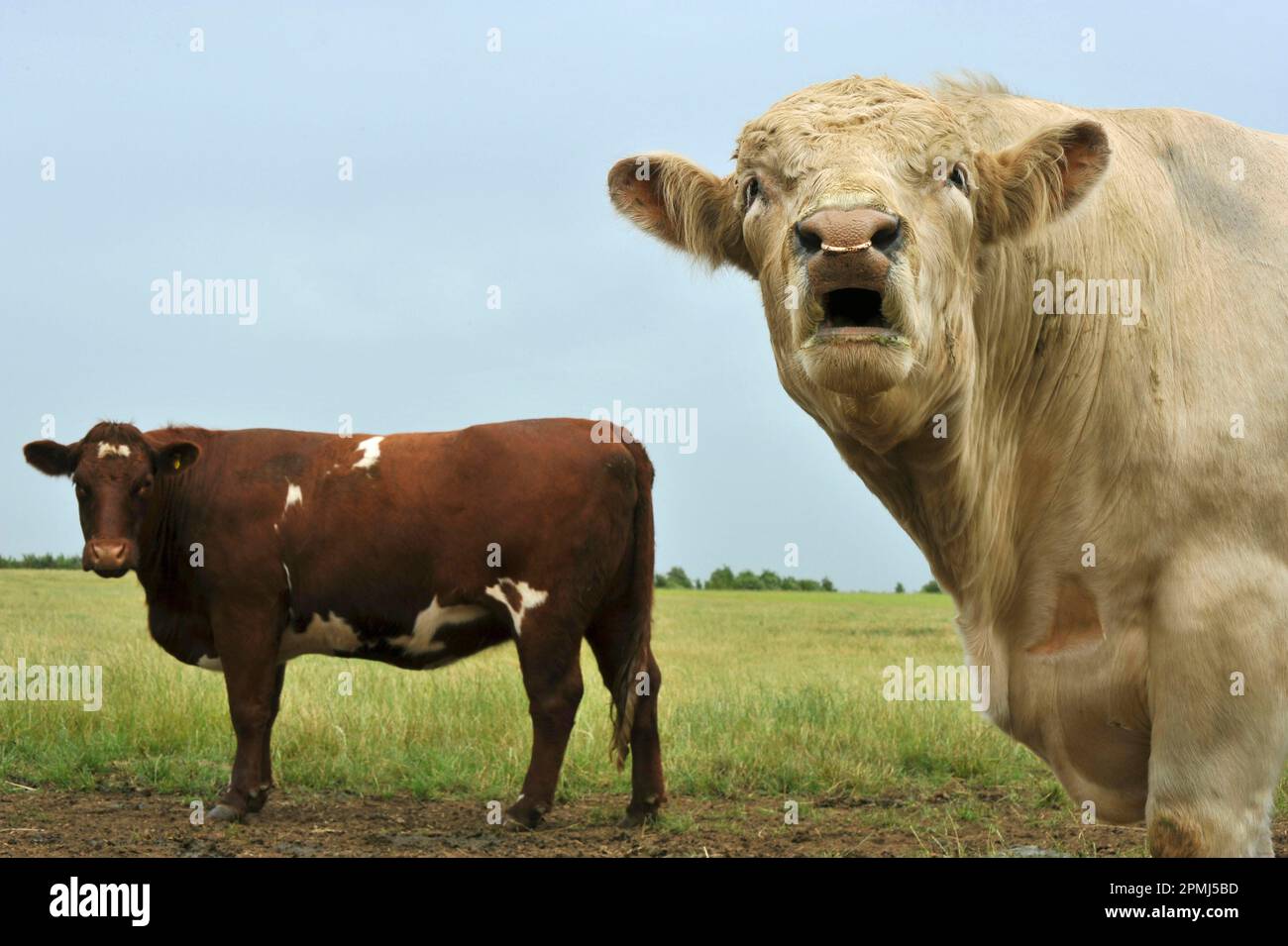 Bellowing cow hi-res stock photography and images - Alamy