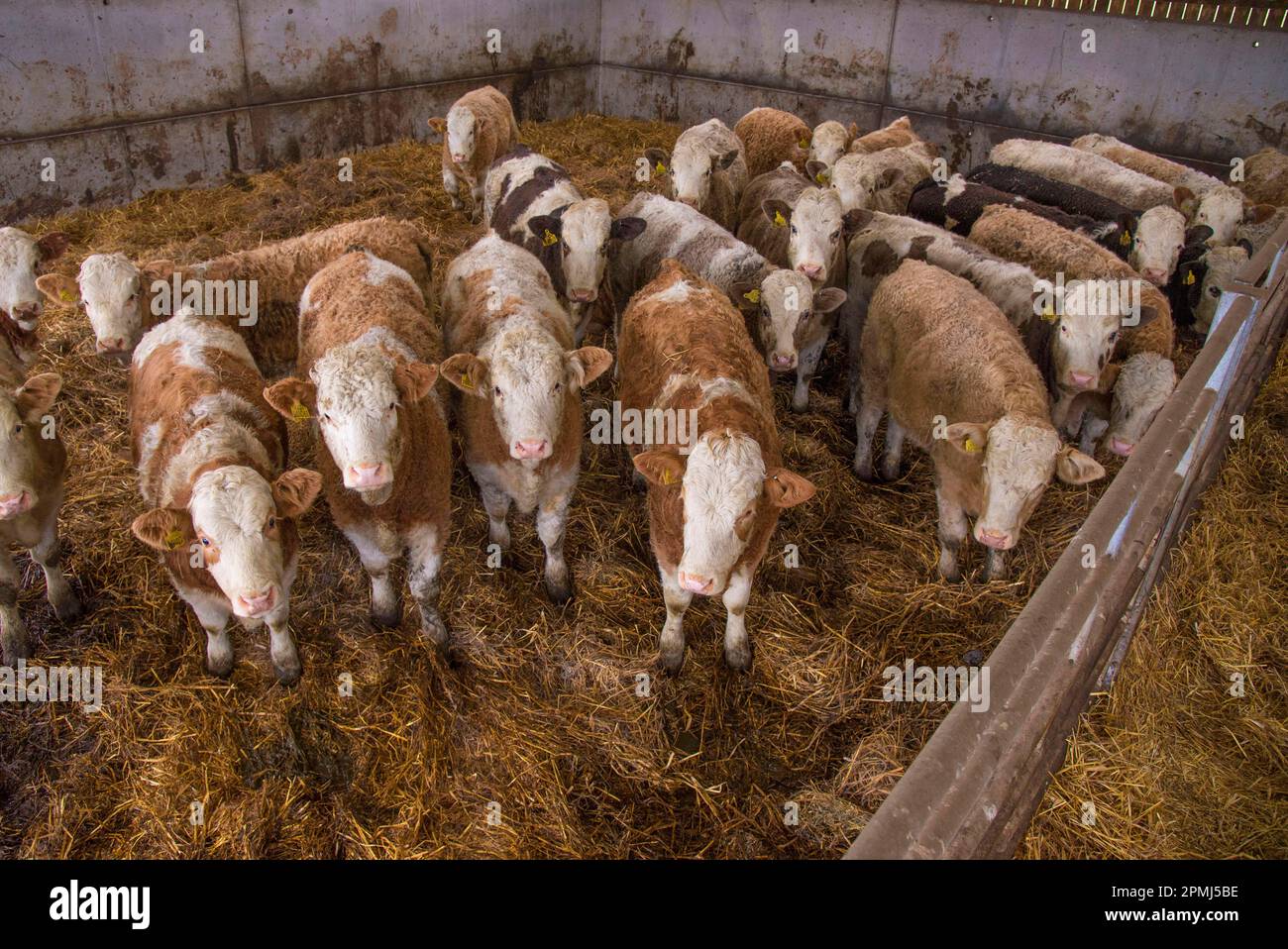 Domestic Cattle, Simmental herd, standing in straw yard, Yorkshire, England, United Kingdom Stock Photo