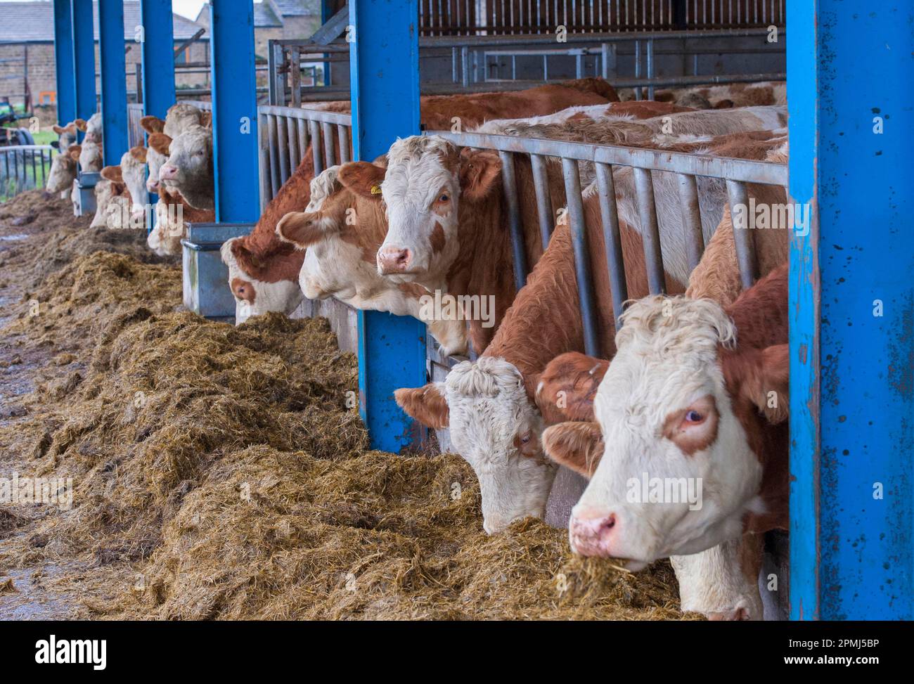 Domestic Cattle, Simmental herd, feeding on silage at feed barrier, Yorkshire, England, United Kingdom Stock Photo