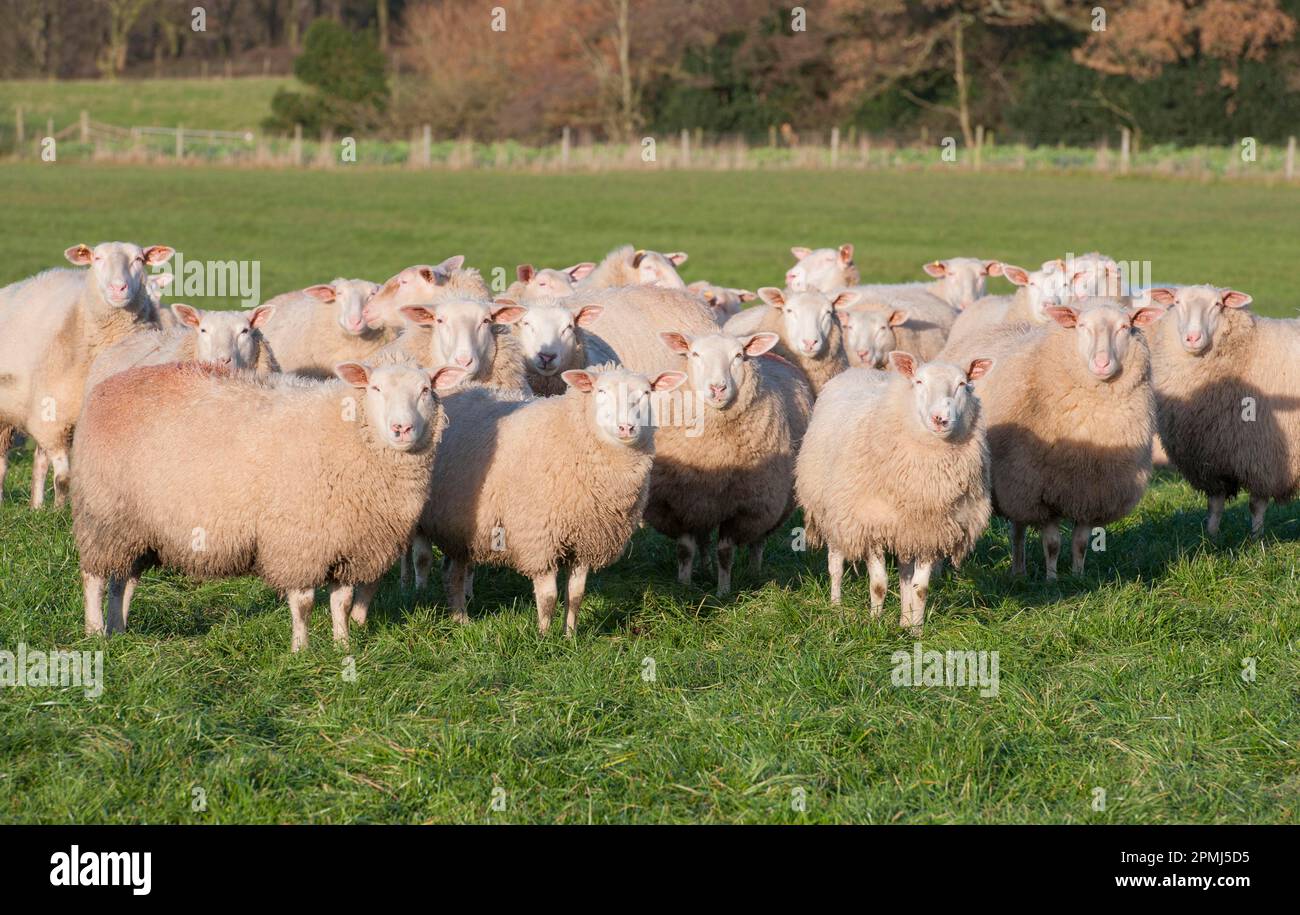 Domestic Sheep, Friesland milking sheep replacements, flock standing in pasture, Lancashire, England, United Kingdom Stock Photo