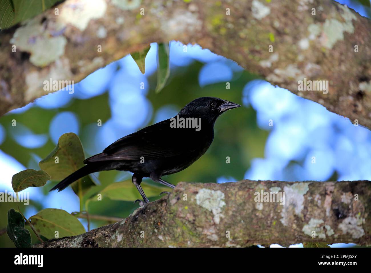 Chopi blackbird (Gnorimopsar chopi), adult on tree, Pantanal, Mato chopi blackbird, Brazil Stock Photo