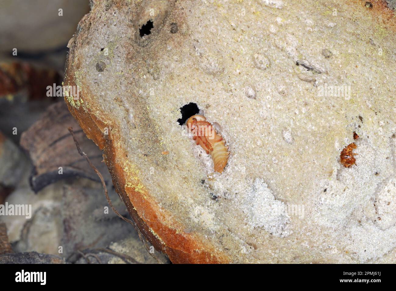 Darkling beetle Tenebrio molitor pupa in an old, dry piece of bread. Stock Photo