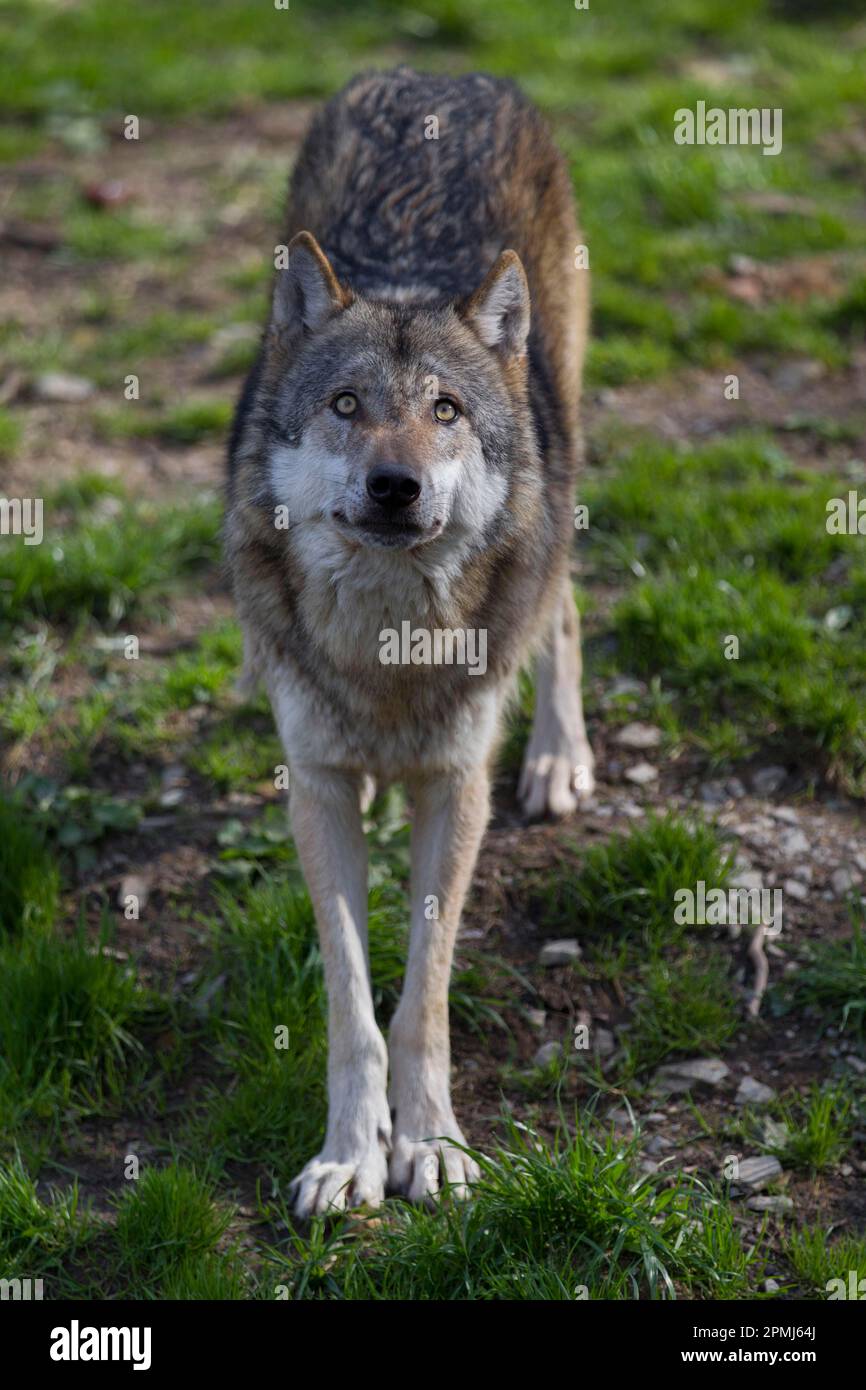Front bayerischer wald hi-res stock photography and images - Alamy