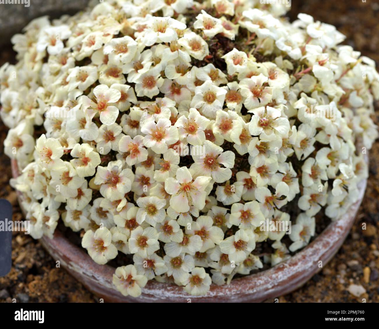 A mound of the white flowers of Saxifraga Galaxie. Stock Photo