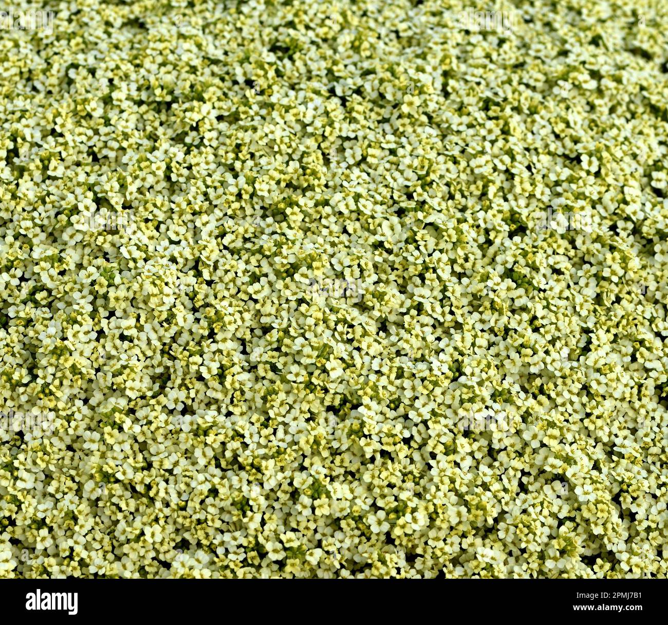 A mat of Whitlow grass Buttermilk seen from above. Stock Photo