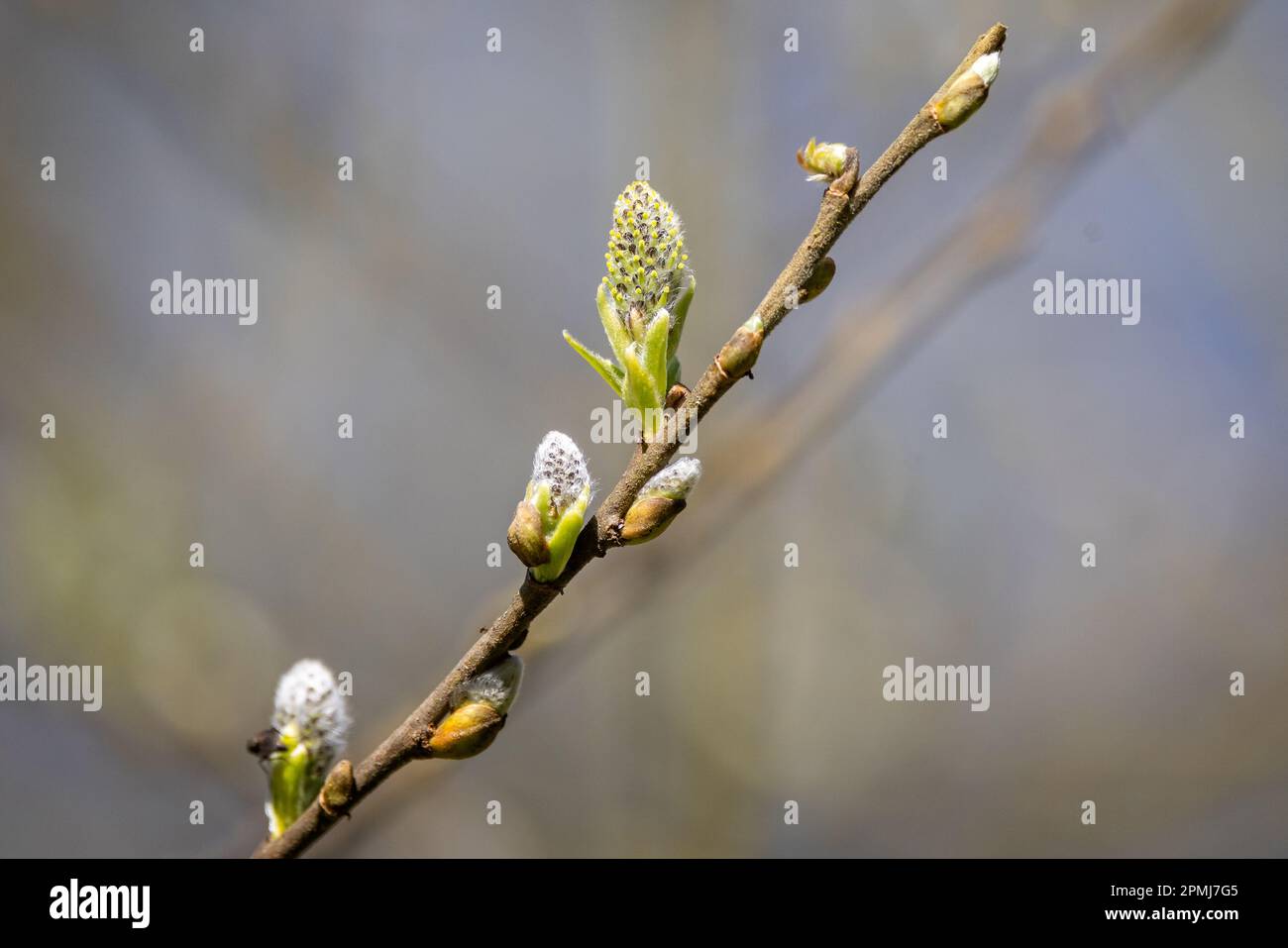 Tree buds in the spring hi-res stock photography and images - Alamy