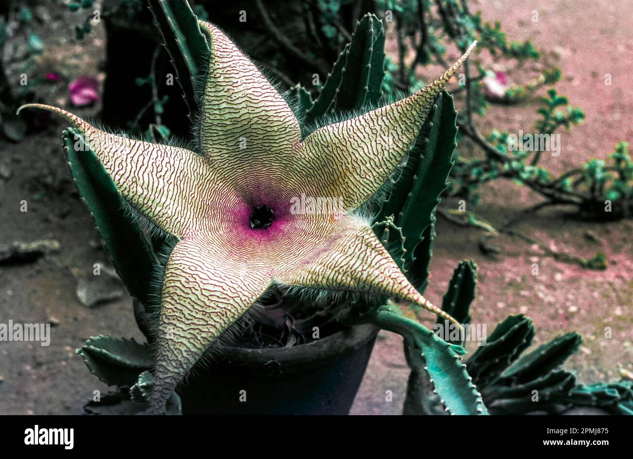 (Stapelia grandiflora) at Coimbatore, Tamil Nadu, South India, India, Asia Stock Photo