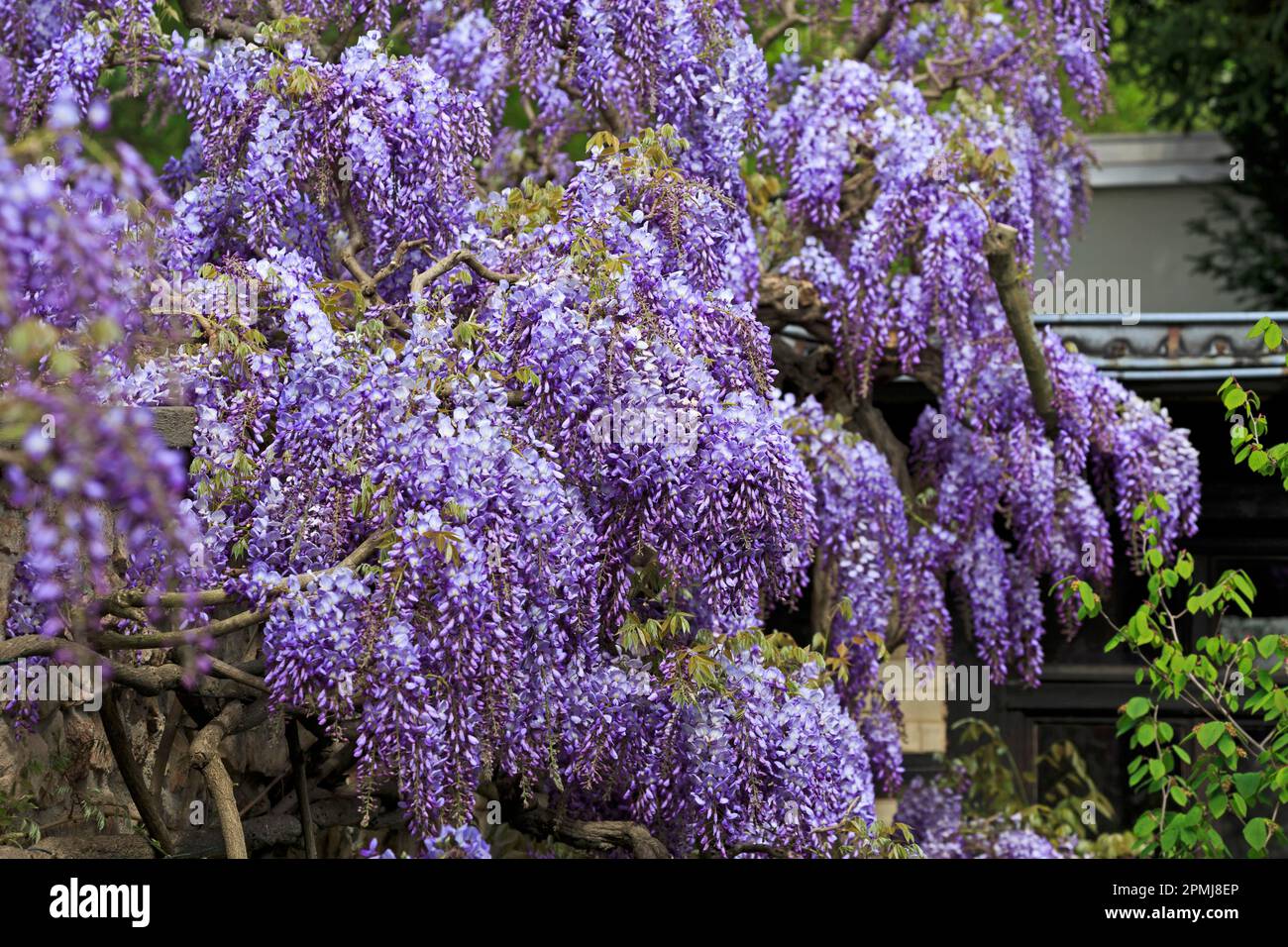 Germany, Baden-Wuerttemberg, Weinheim, Hermannshof, Blauregen (Wisteria  sinensis), Wisteria, Wistarie, Wisteria (No Property Release Stock Photo -  Alamy