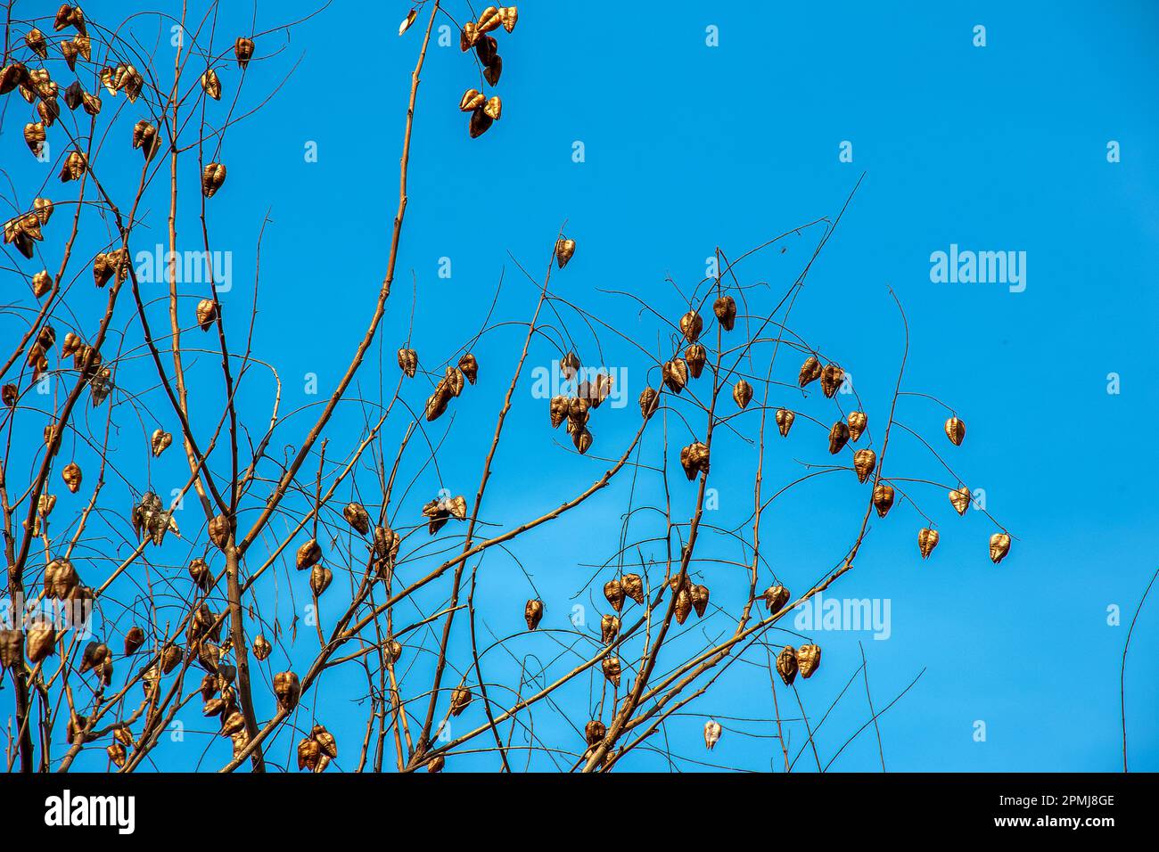 Tree called sapindus saponaria, popularly known as soap tree, with blue sky in the background Stock Photo