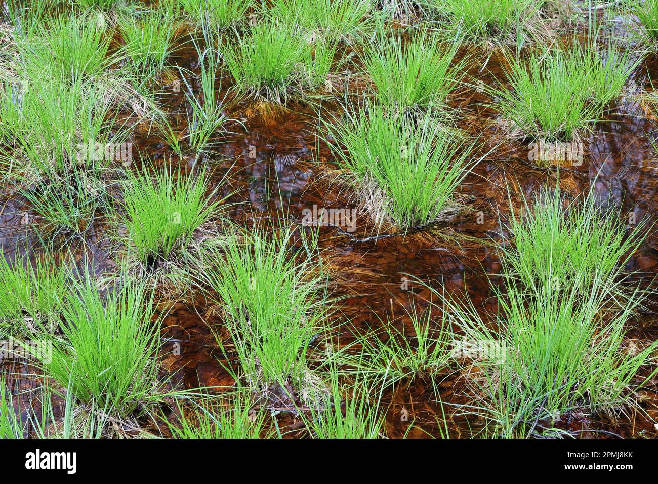 Sedges (Carex) protected forest, protection forest, forest reserve, moor water, Pfrunger-Burgweiler Ried, Baden-Wuerttemberg, Germany Stock Photo
