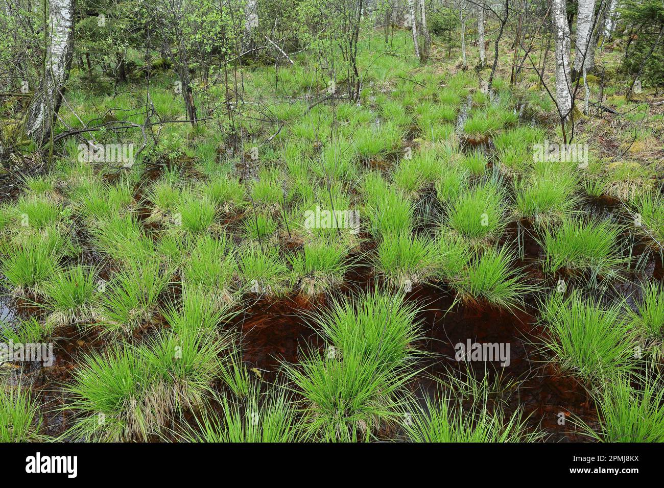 Birch forest, Sedges (Carex) protected forest, protection forest, forest reserve, moor water, Pfrunger-Burgweiler Ried, Baden-Wuerttemberg, Germany Stock Photo