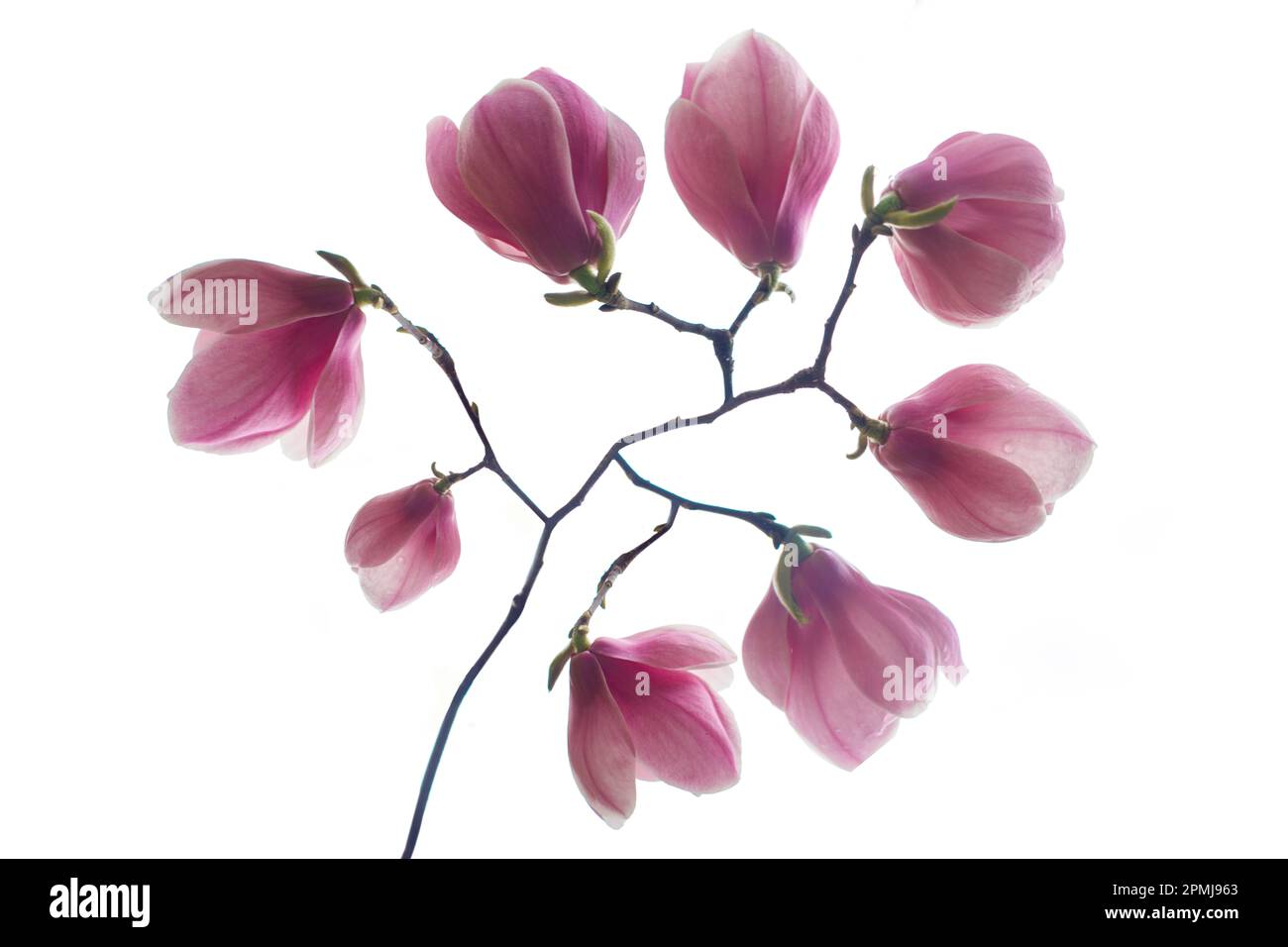 Beautiful pink flowers isolated on white background Stock Photo - Alamy