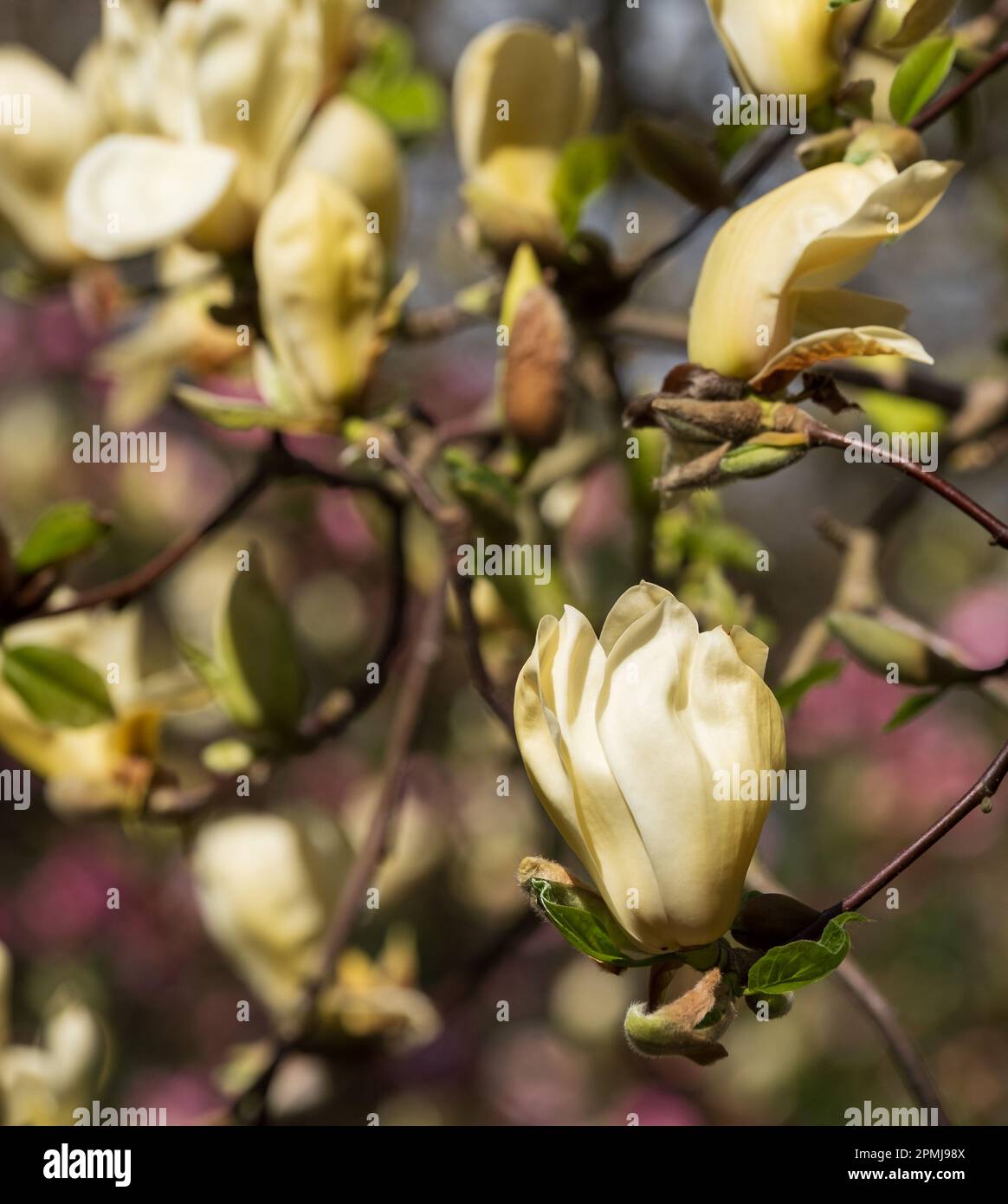 Close up of stunning yellow flowers of the rare Yellow Fever magnolia