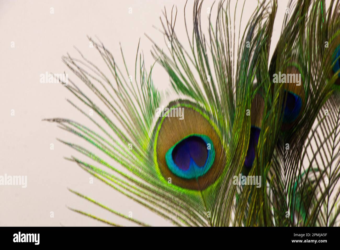 decorative peacock feather close-up as a decor Stock Photo