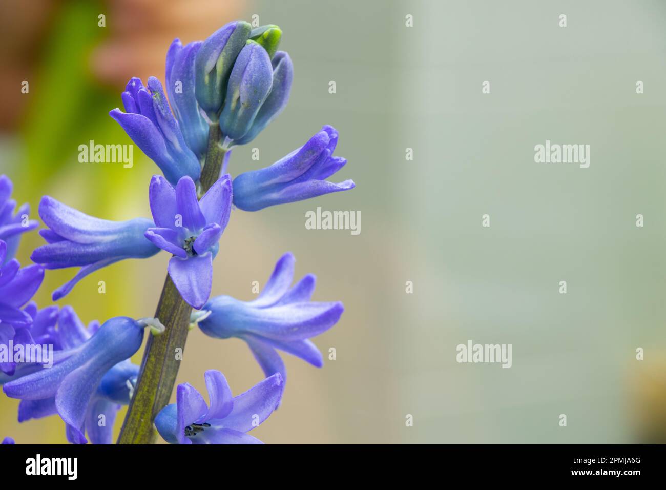 blue hyacinth stands in a vase in a flower shop Stock Photo - Alamy