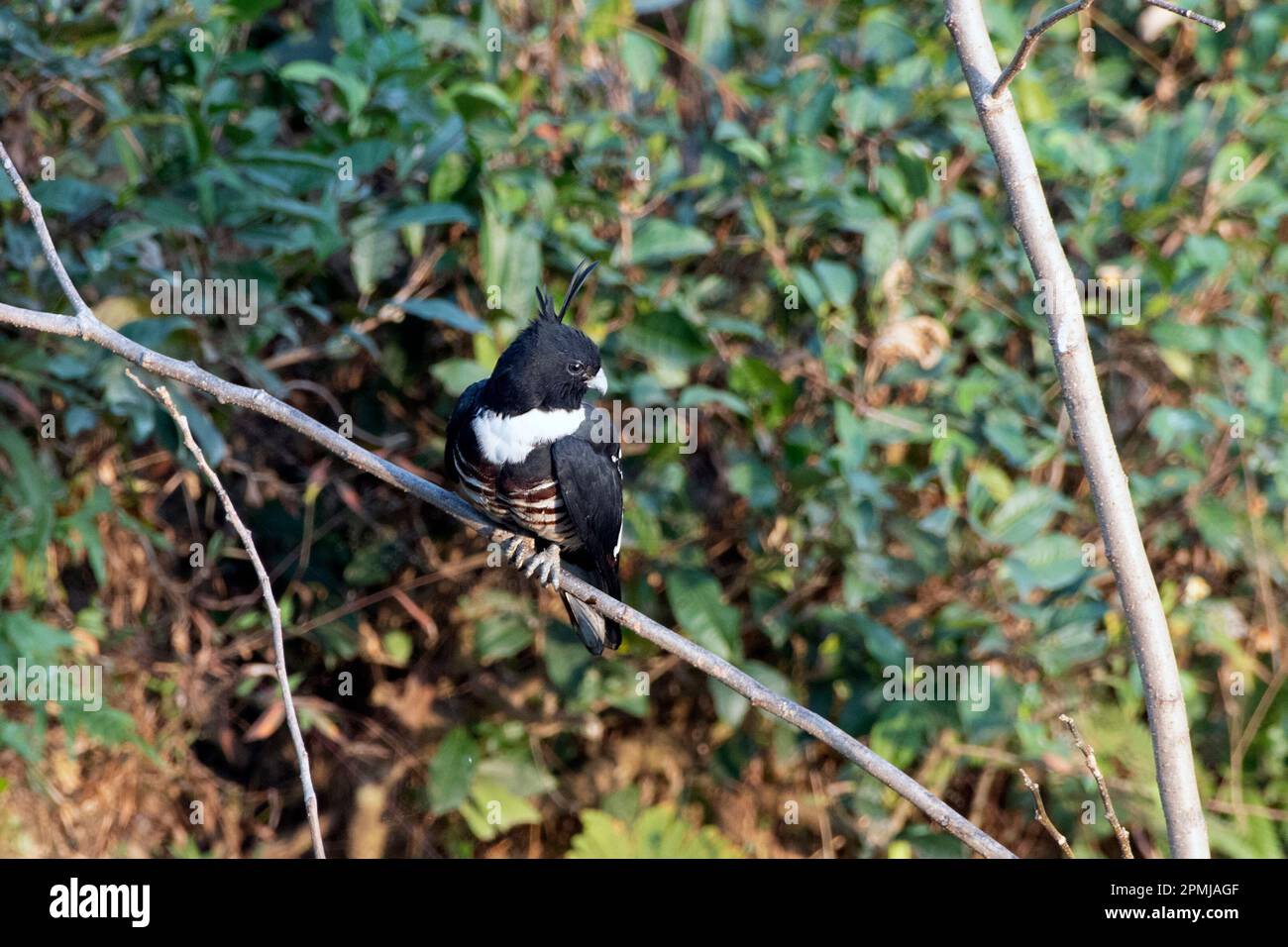 Black baza (Aviceda leuphotes), a small bird of prey, observed in Rongtong in West Bengal, India Stock Photo