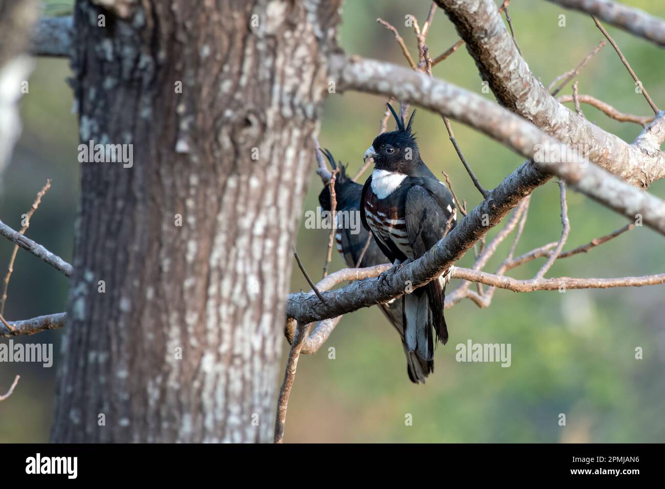 Black baza (Aviceda leuphotes), a small bird of prey, observed in Rongtong in West Bengal, India Stock Photo