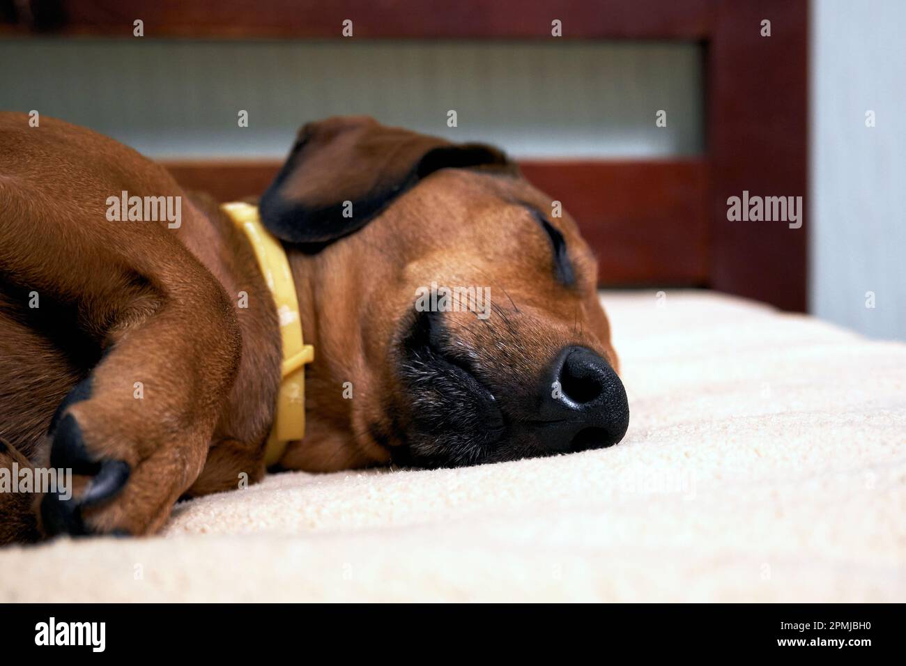 Sleeping dog on the bed. Sleeping dachshund muzzle close up Stock Photo