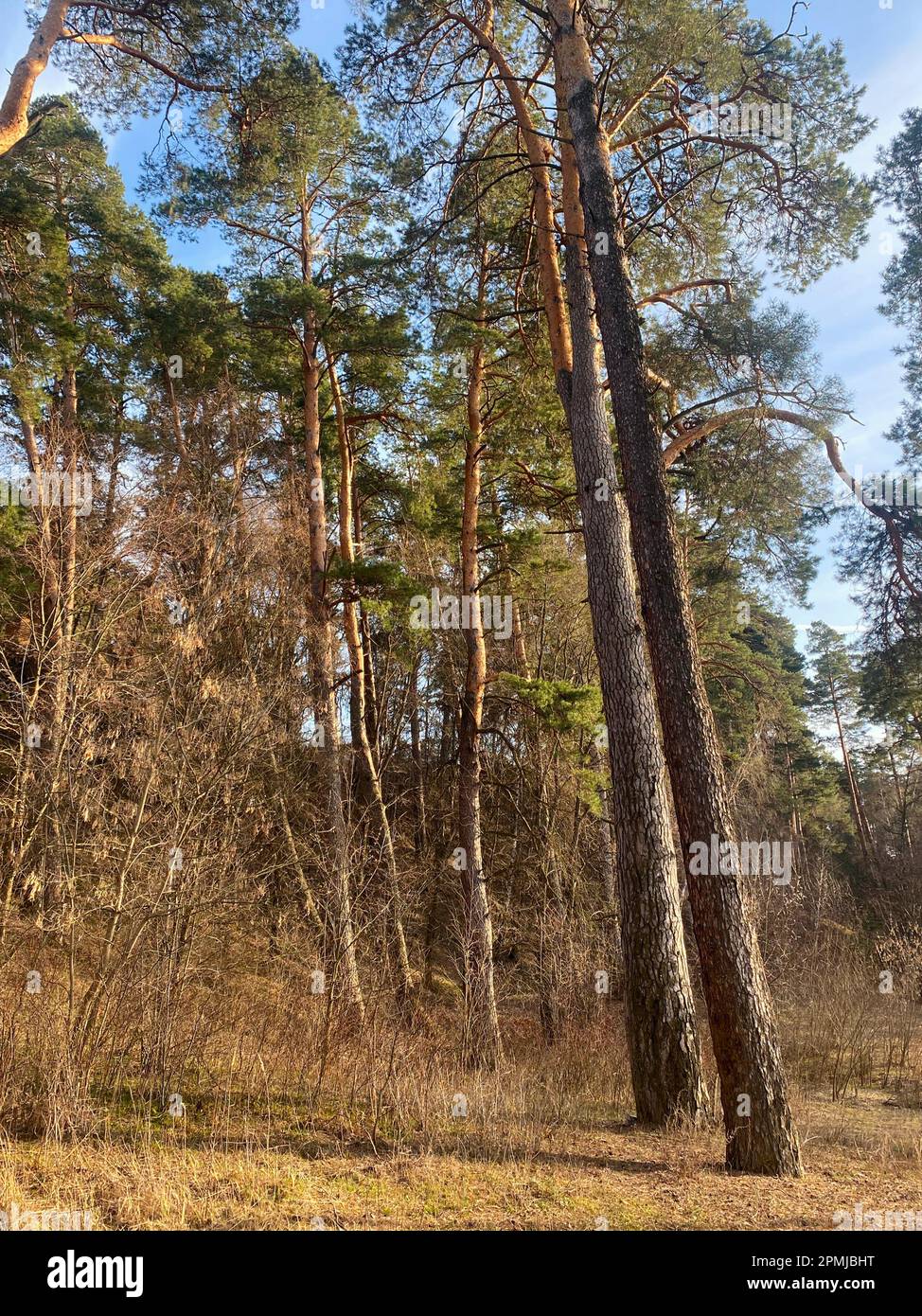 Spring in the pine forest. Spring forest landscape Stock Photo