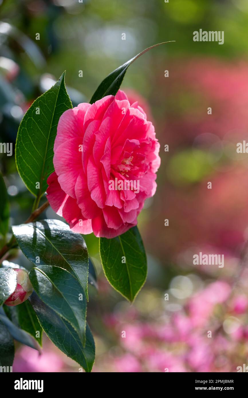 Pink camelia flower. Behind are rhododendron azalia flowers, bursting ...