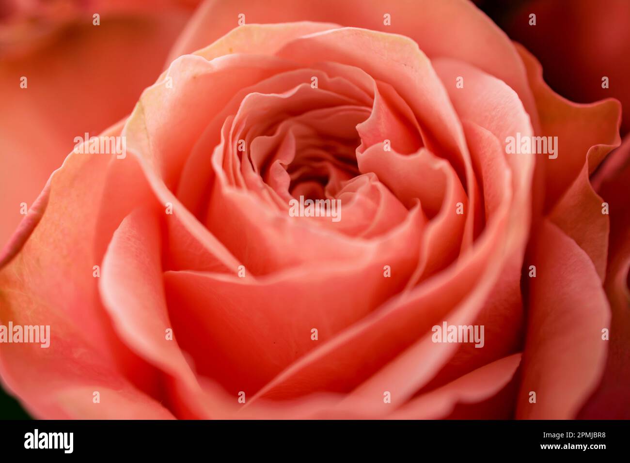 Close up of a orange rose. Orange roses bring good luck and radiate warmth. Stock Photo