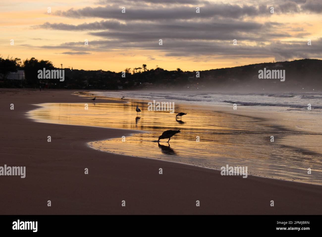 Seagulls feeding early in the morning Stock Photo