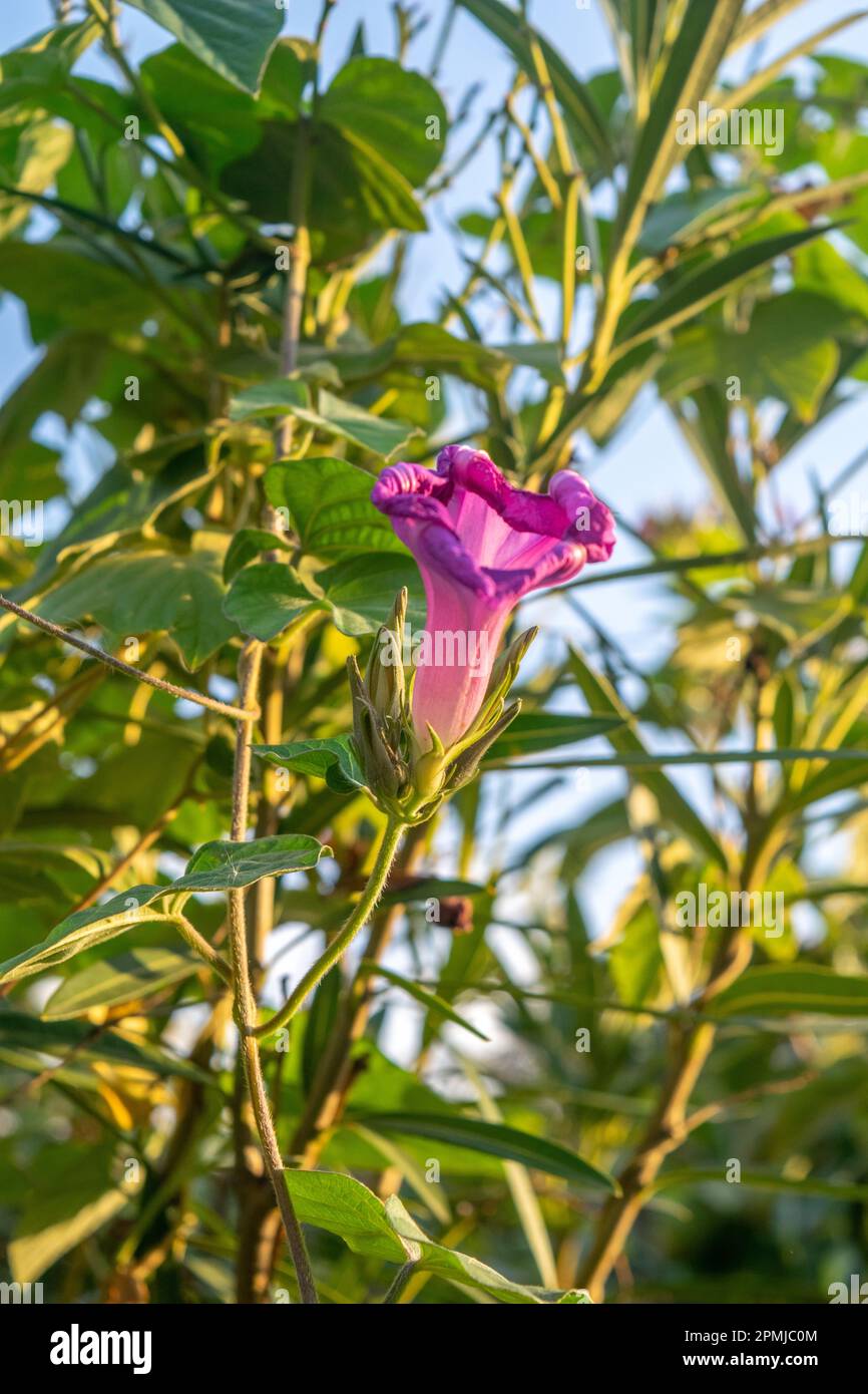 Violet flower of an Ipomoea Stock Photo