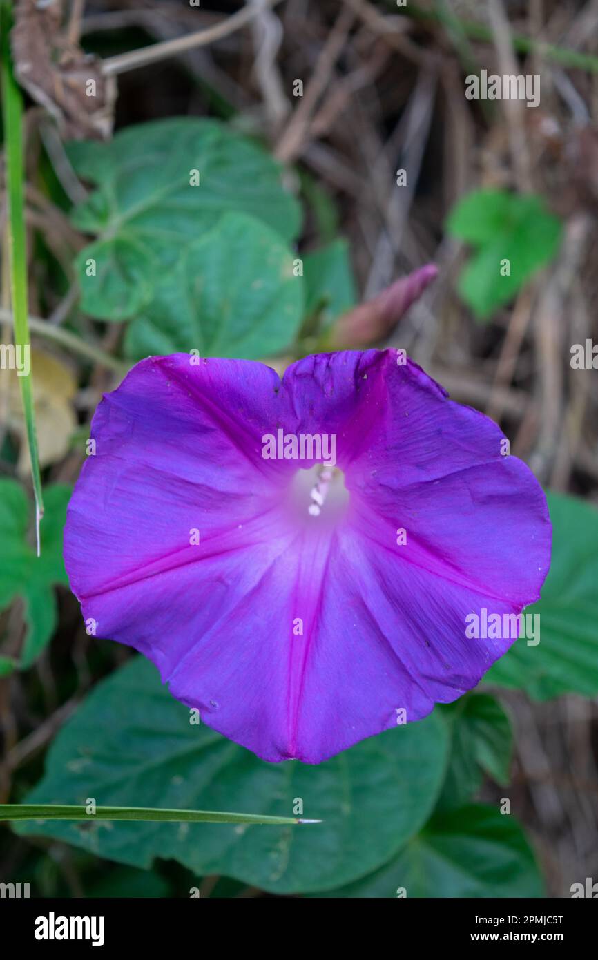 Violet flower of an Ipomoea Stock Photo - Alamy