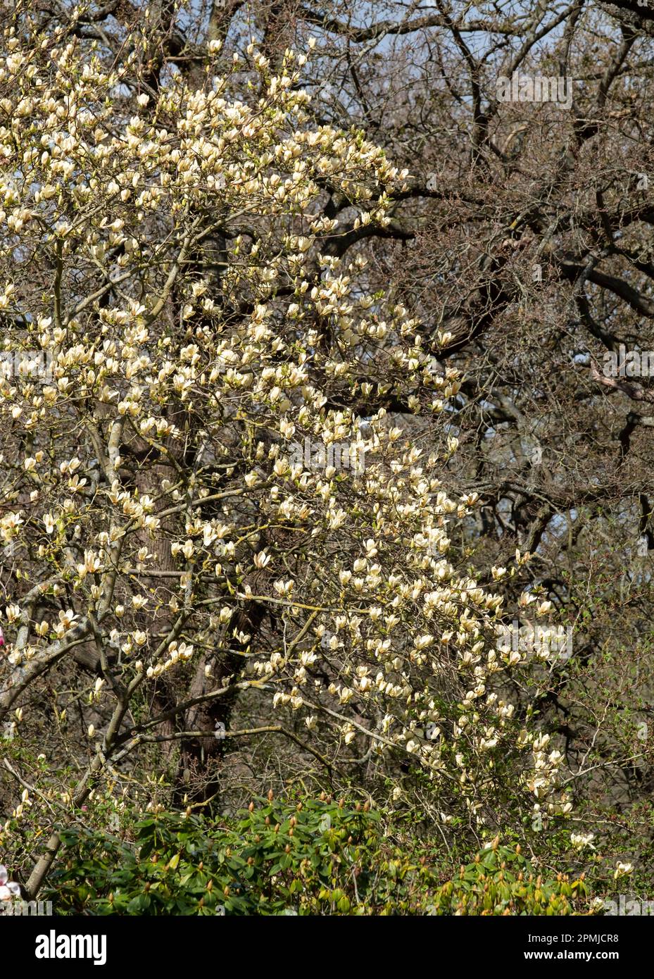 Stunning yellow flowers of the rare Yellow Fever magnolia tree