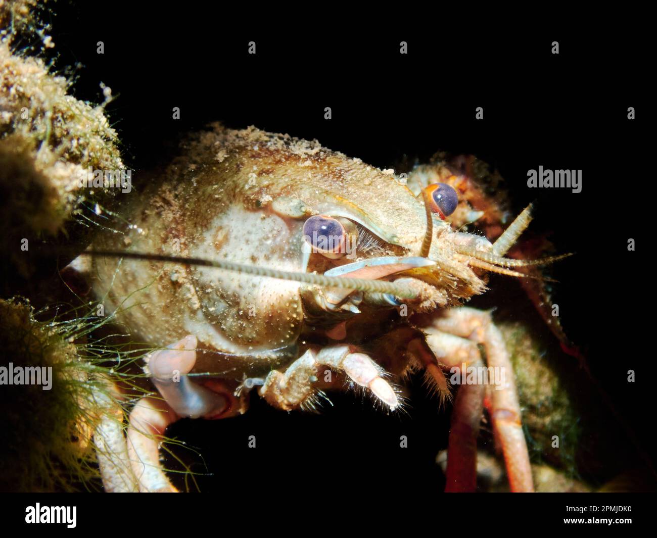Underwater close up of a European Crayfish (Astacus Astacus) with black background in a freshwater lake. Stock Photo