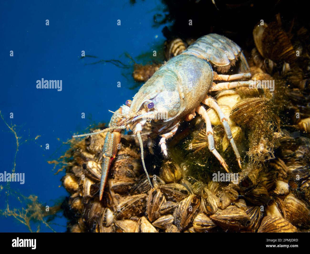 A European Crayfish (Astacus Astacus) in a lake. Underwater wildlife scene. Stock Photo