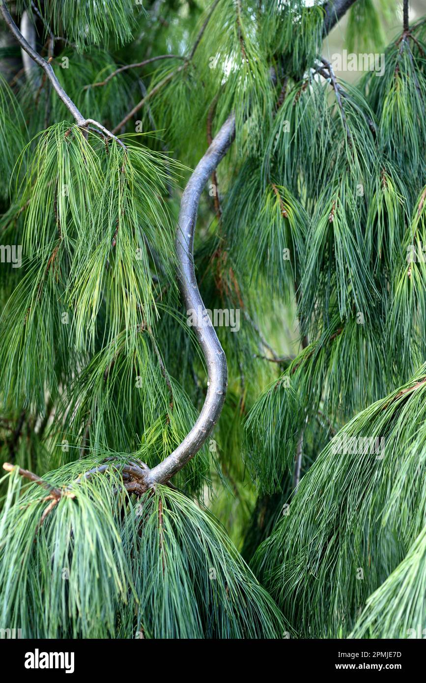 A branch and needles of the weeping Weymouth Pine. Stock Photo