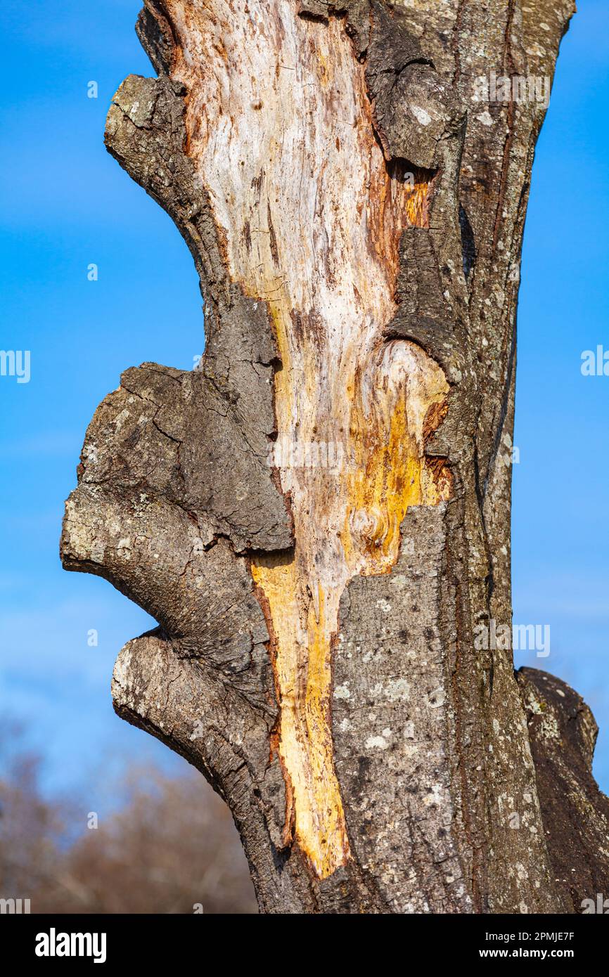 Dead tree trunk with fractured bark and exposed wood along the Steveston waterfront in British Columbia Canada Stock Photo