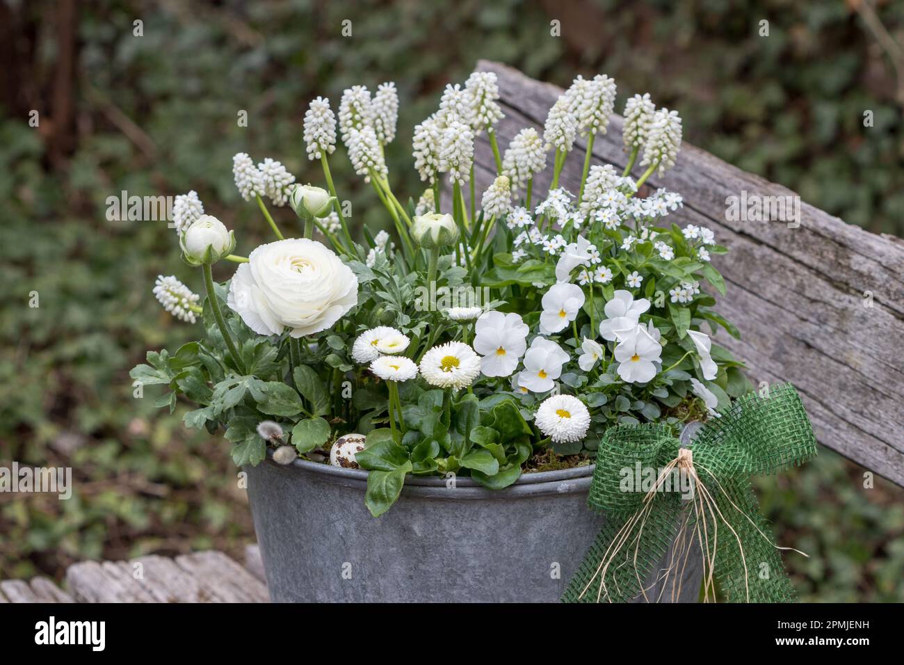 white bellis perennis, viola flower, ranunculus, forget me not flower and muscari in zinc bucket Stock Photo