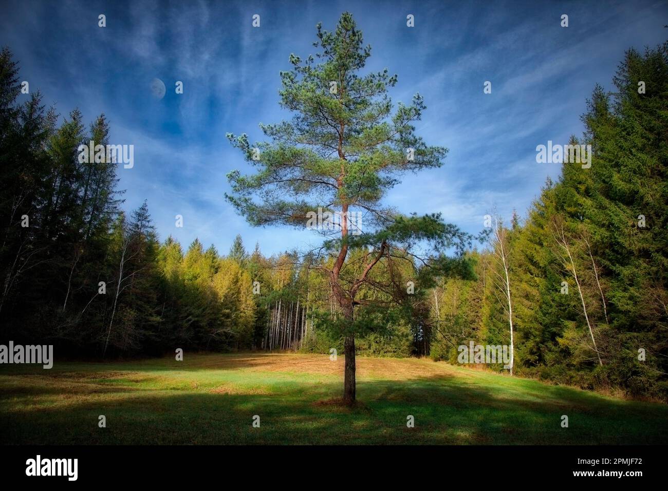 DE - BAVARIA: In the Lime Light - Lone Pine Tree in the Bucher Laichfilze (Moor) Stock Photo