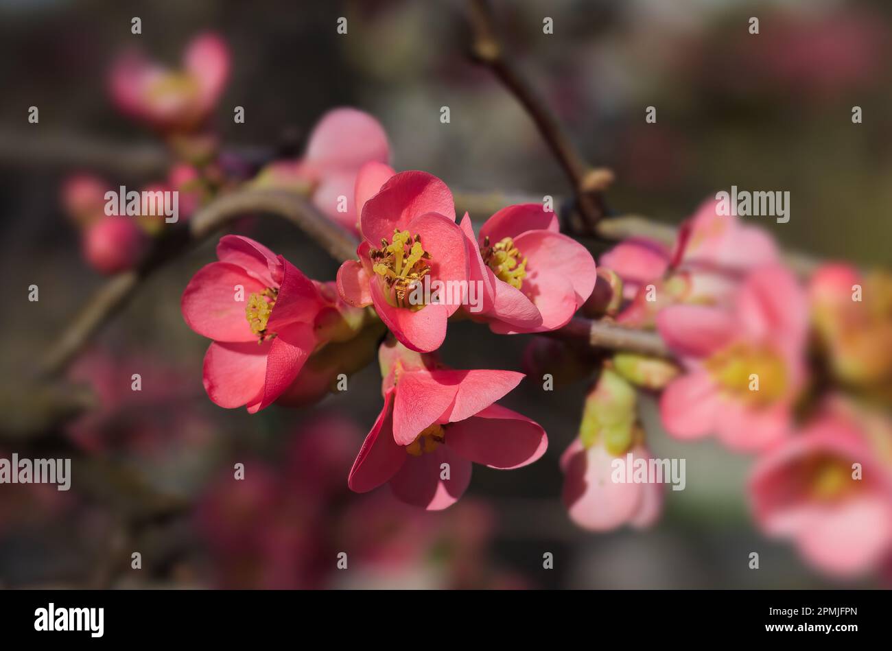 Closeup of the flowers of the flowering shrub Chaenomeles speciosa