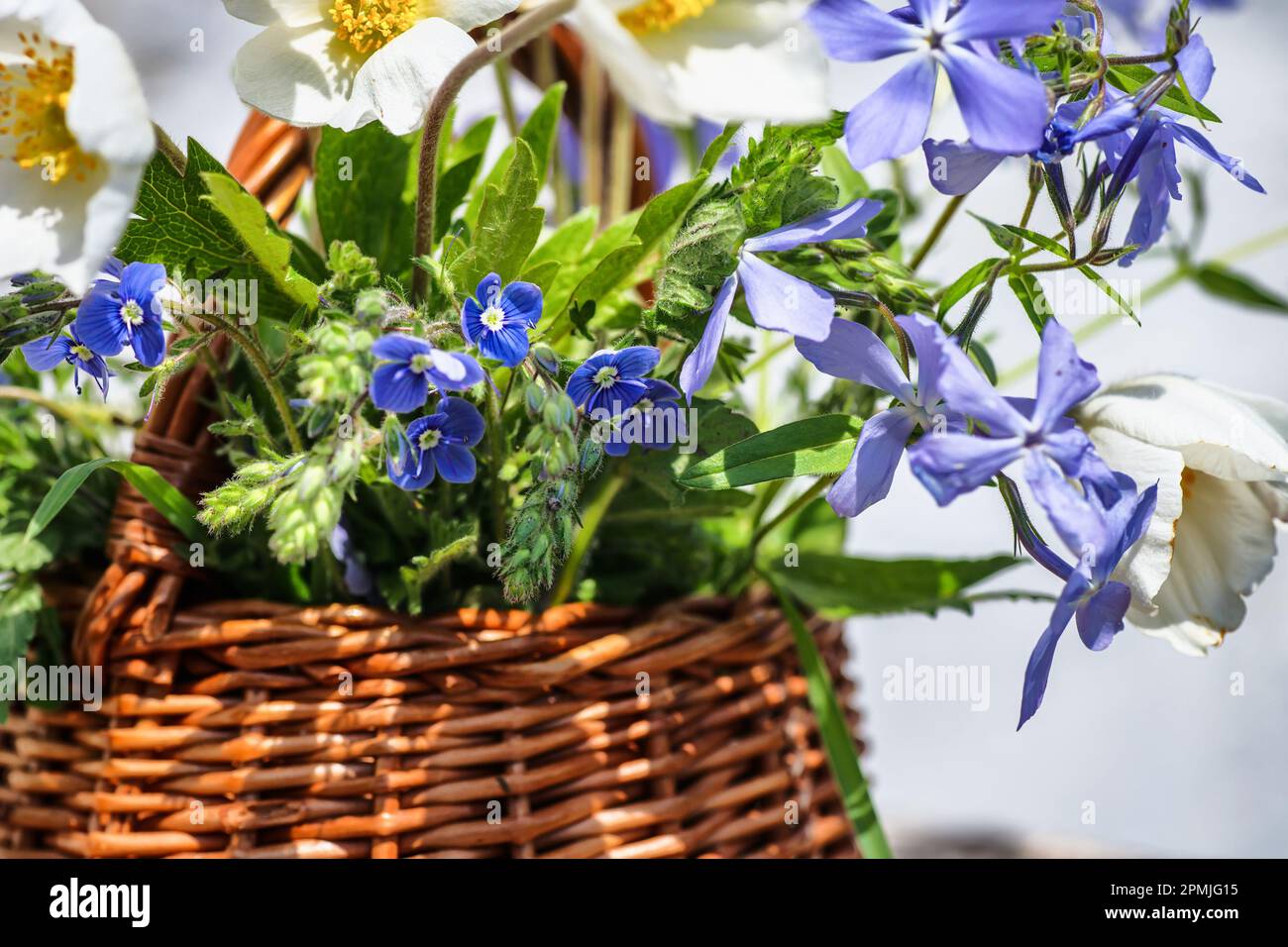 Wicker basket with spring flowers windflower, smell fox, wild blue