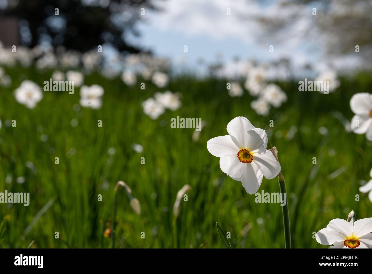 Late flowering spring daffodil flowers Narcissus poeticus, also called ...