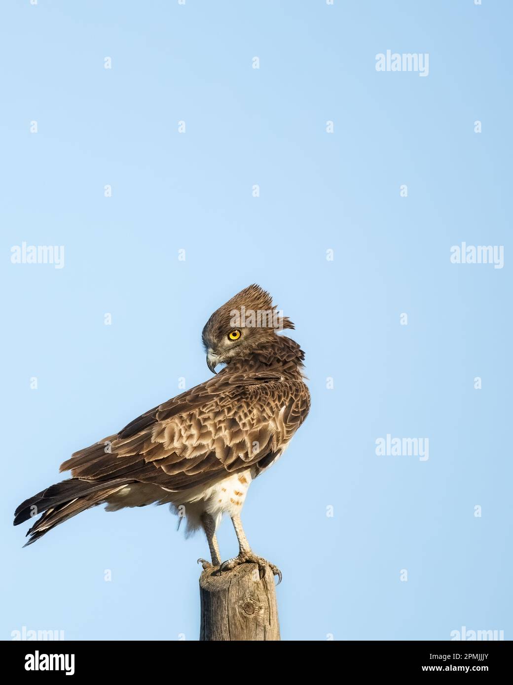 Short-toed snake eagle or Circaetus gallicus sitting position in Dadia forest Evros Greece, isolated, blue sky background Stock Photo