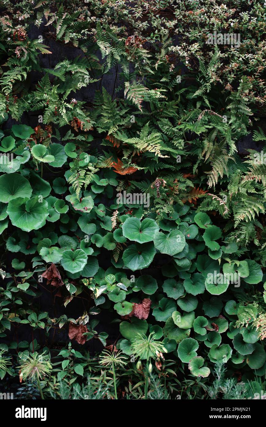 Photograph of wall surface greening structure colored with various plants for background material Stock Photo