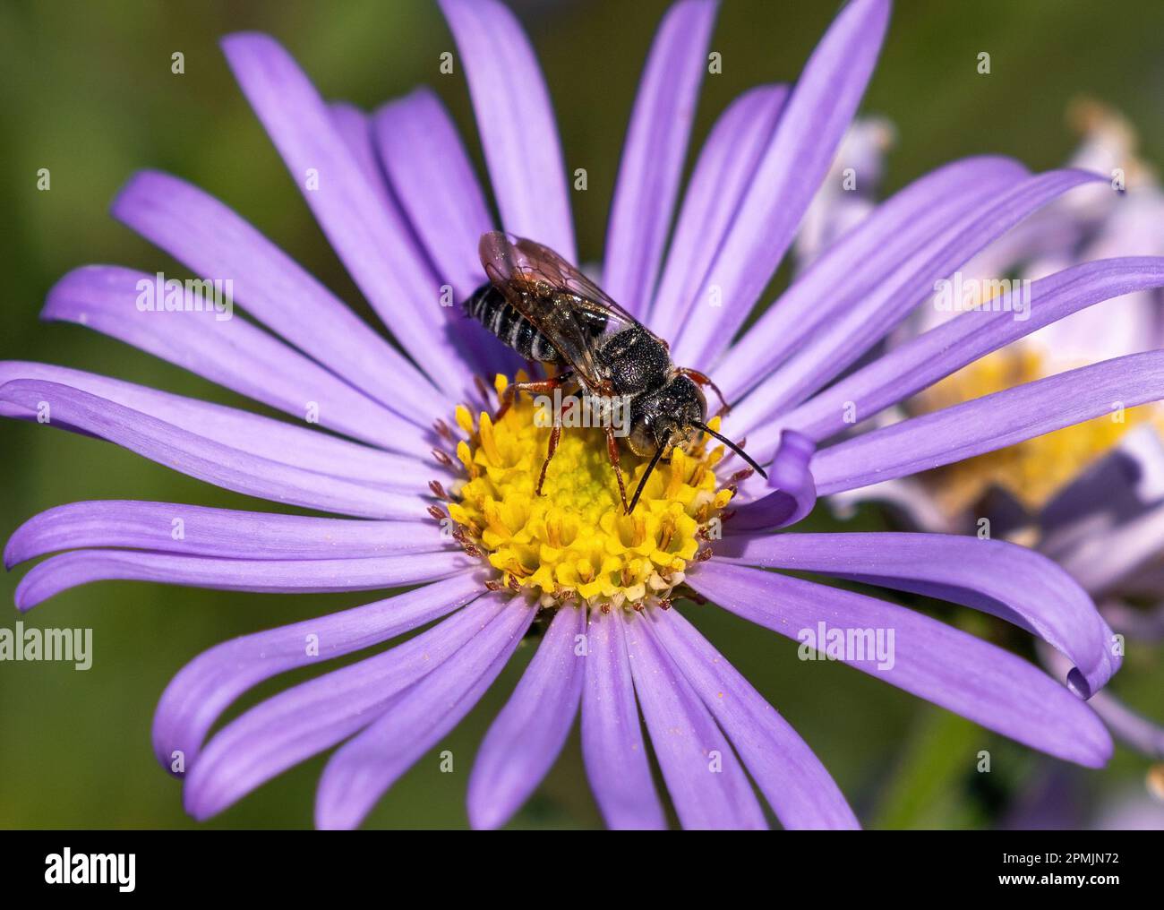 A Cuckoo Leafcutter bee (Coelioxys) on a Purple Aster flower. Stock Photo