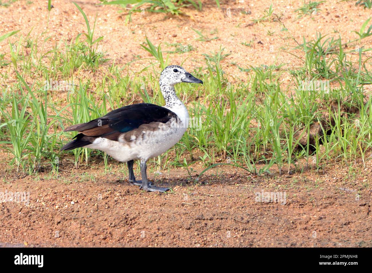 sarkidiornis melanotos sylvicola Male South American Comb Duck (Sarkidiornis sylvicola) captive occurs in South America Stock Photo Comb Duck (Sarkidiornis sylvicola)